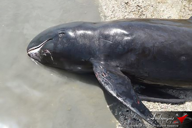 Authorities Assist Stranded Juvenile Pilot Whale in Ambergris Caye
