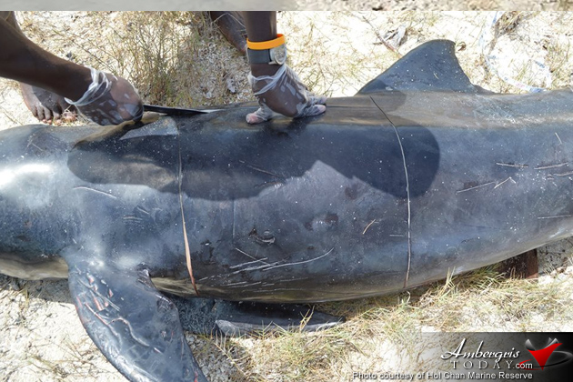 Authorities Assist Stranded Juvenile Pilot Whale in Ambergris Caye