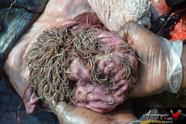 Authorities Assist Stranded Juvenile Pilot Whale in Ambergris Caye