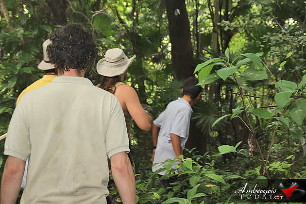 Hunt Continues for Wild Puma in San Pedro, Ambergris Caye