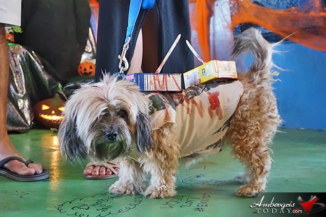 Saga Humane Society's Annual Halloween Bash