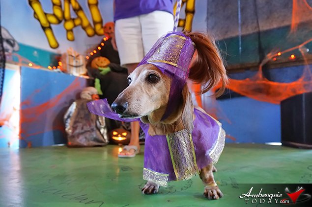 Saga Humane Society's Annual Halloween Bash