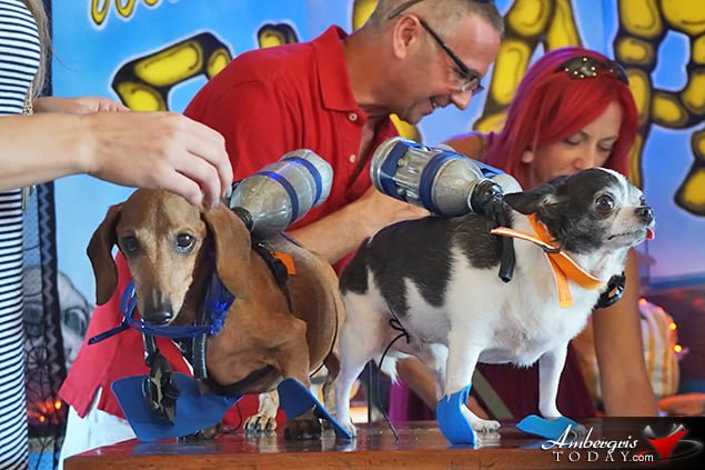 Saga Humane Society's Annual Halloween Bash