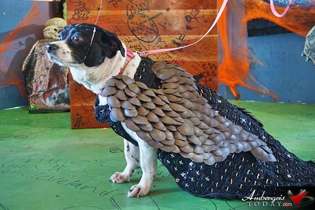 Saga Humane Society's Annual Halloween Bash