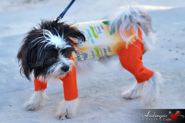 Saga Humane Society 9th Annual Halloween Party