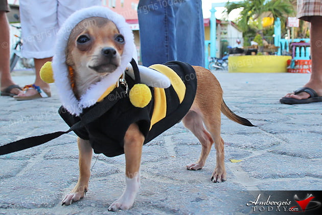 Saga Humane Society 9th Annual Halloween Party