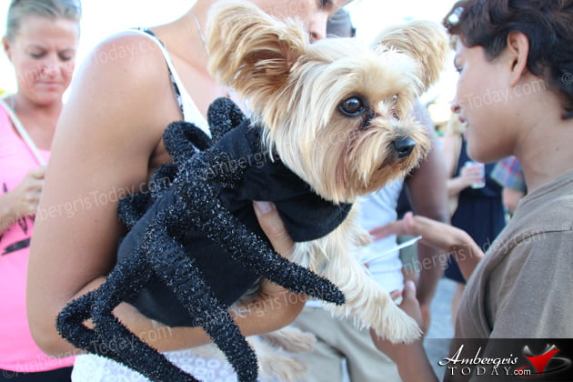 Saga Humane Society 9th Annual Halloween Party