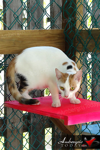 Cattery Donated to Saga Humane Society