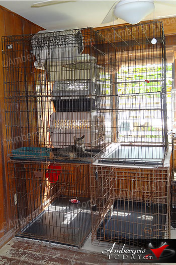 Cattery Donated to Saga Humane Society