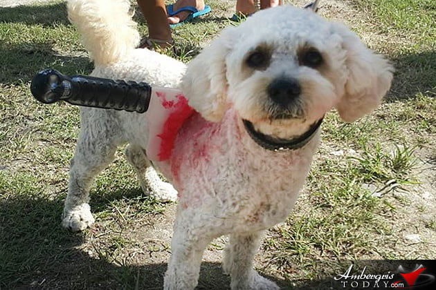 Saga Humane Society Rocks Halloween in San Pedro