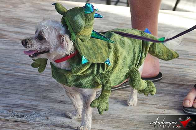 Dogs Enjoy Halloween in San Pedro Too