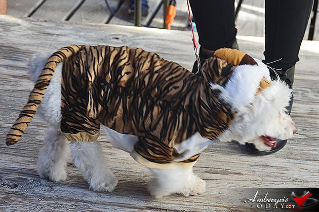 Dogs Enjoy Halloween in San Pedro Too