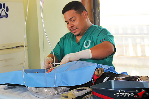 Saga Humane Society Has a Handful of Work on Ambergris Caye