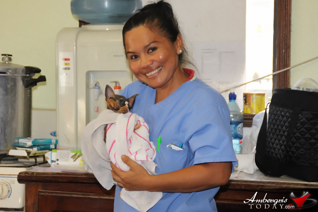 Saga Humane Society Has a Handful of Work on Ambergris Caye