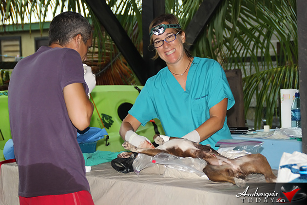 Saga Humane Society Addresses Over Population of Dogs Saga Humane Society Addresses Over Population of Dogs