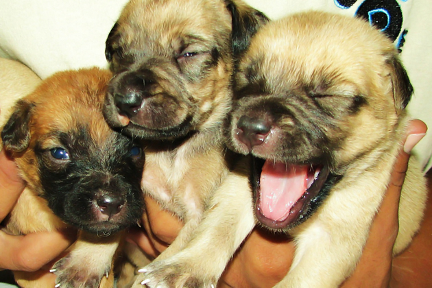 Saga Puppies up for adoption
