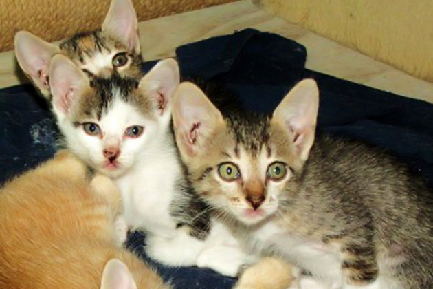 Saga Kittens up for adoption