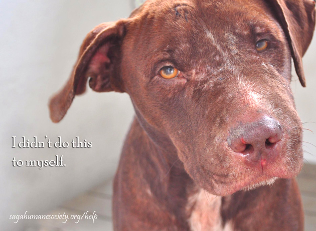 Responsible Pet Ownership