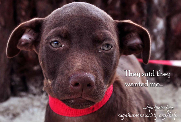 Responsible Pet Ownership