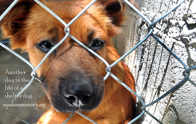 Saga Humane Society Celebrates 15 Years of Community Service