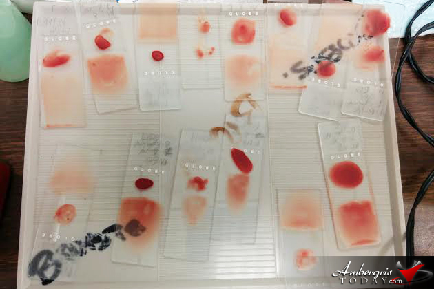 Building a blood supply for San Pedro, Ambergris Caye