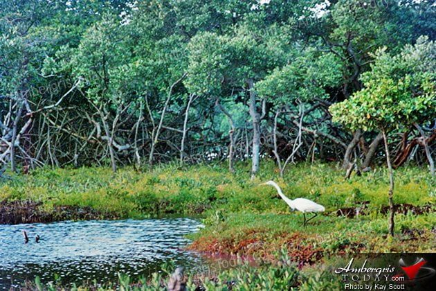 Growing Stages of San Pedro, Ambergris Caye
