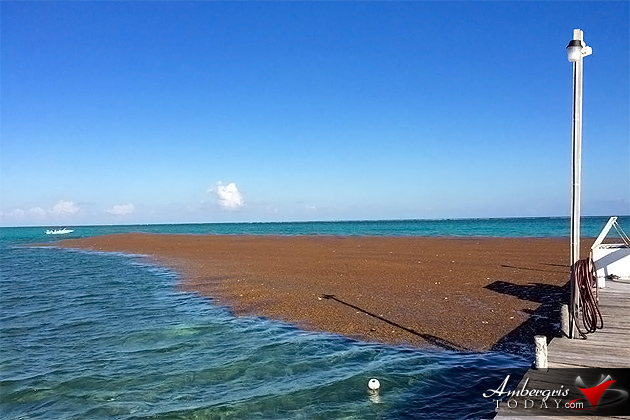 Sargasso patches the size off a football field comes ashore on Ambergris Caye More Sargasso (Seaweed) Invading Ambergris Caye
