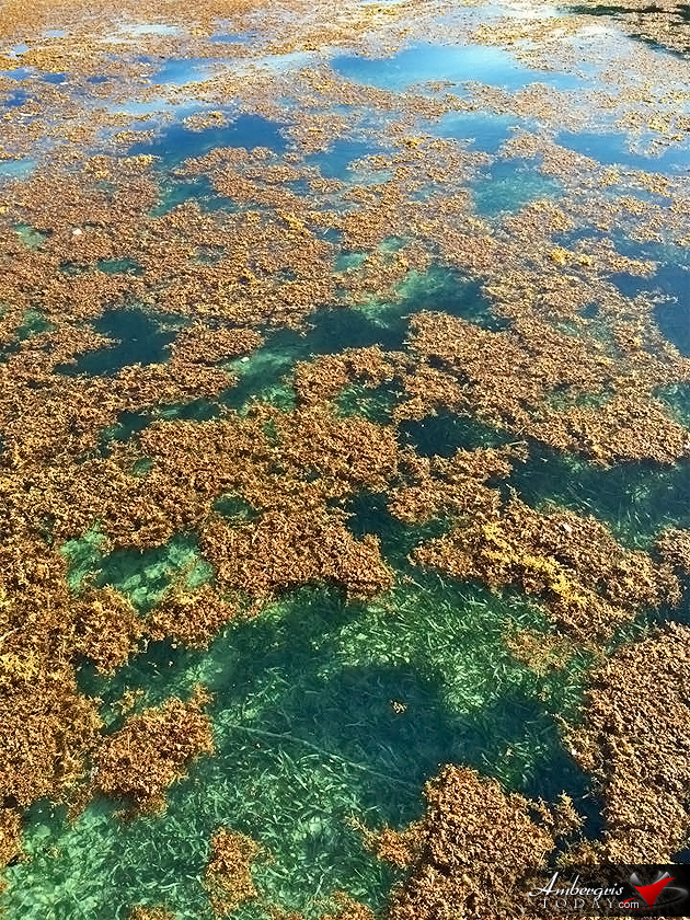 Sargasso (Seaweed) washes on shore at Ambergris Caye, Belize More Sargasso (Seaweed) Invading Ambergris Caye