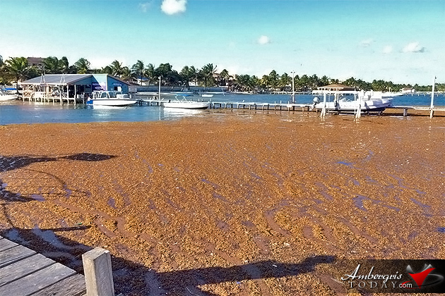 Sargasso (Seaweed) washes on shore at Ambergris Caye, Belize More Sargasso (Seaweed) Invading Ambergris Caye