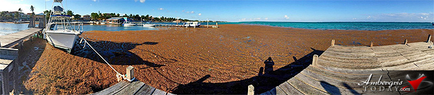 Sargasso (Seaweed) washes on shore at Ambergris Caye, Belize More Sargasso (Seaweed) Invading Ambergris Caye