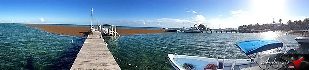 Sargasso (Seaweed) washes on shore at Ambergris Caye, Belize More Sargasso (Seaweed) Invading Ambergris Caye