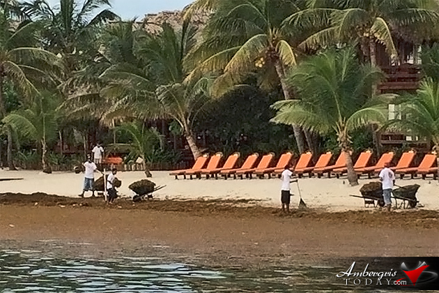 Beach clean up crew of Ramon's Village working hours on end to keep the resort's beaches clean of sargasso More Sargasso (Seaweed) Invading Ambergris Caye