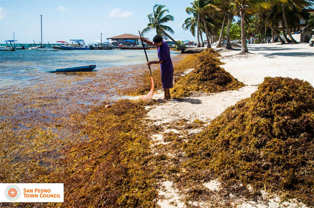 San Pedro Town Council beach clean-up crews work 24/7 Sargasso Releases Poisonous Gas - Are islanders Getting Sick?