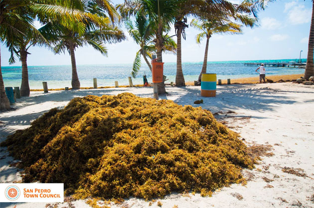 San Pedro Town Council beach clean-up crews work 24/7 Sargasso Releases Poisonous Gas - Are islanders Getting Sick?