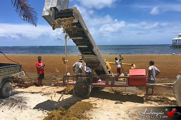 San Pedro, Belize Finds ways to battle accumulating Sargassum