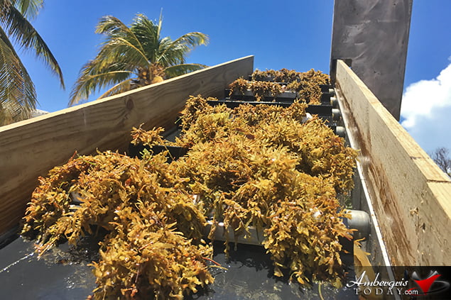 San Pedro, Belize Finds ways to battle accumulating Sargassum