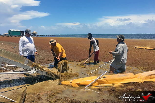 San Pedro, Belize Finds ways to battle accumulating Sargassum