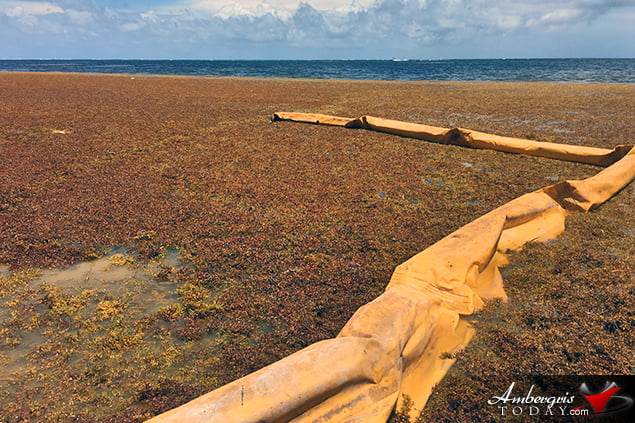 San Pedro, Belize Finds ways to battle accumulating Sargassum