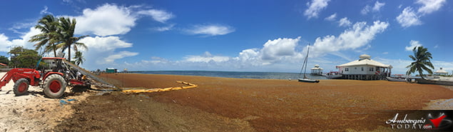 San Pedro, Belize Finds ways to battle accumulating Sargassum