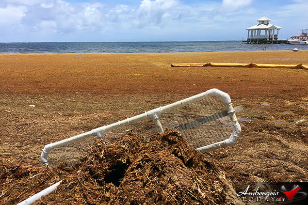 San Pedro, Belize Finds ways to battle accumulating Sargassum