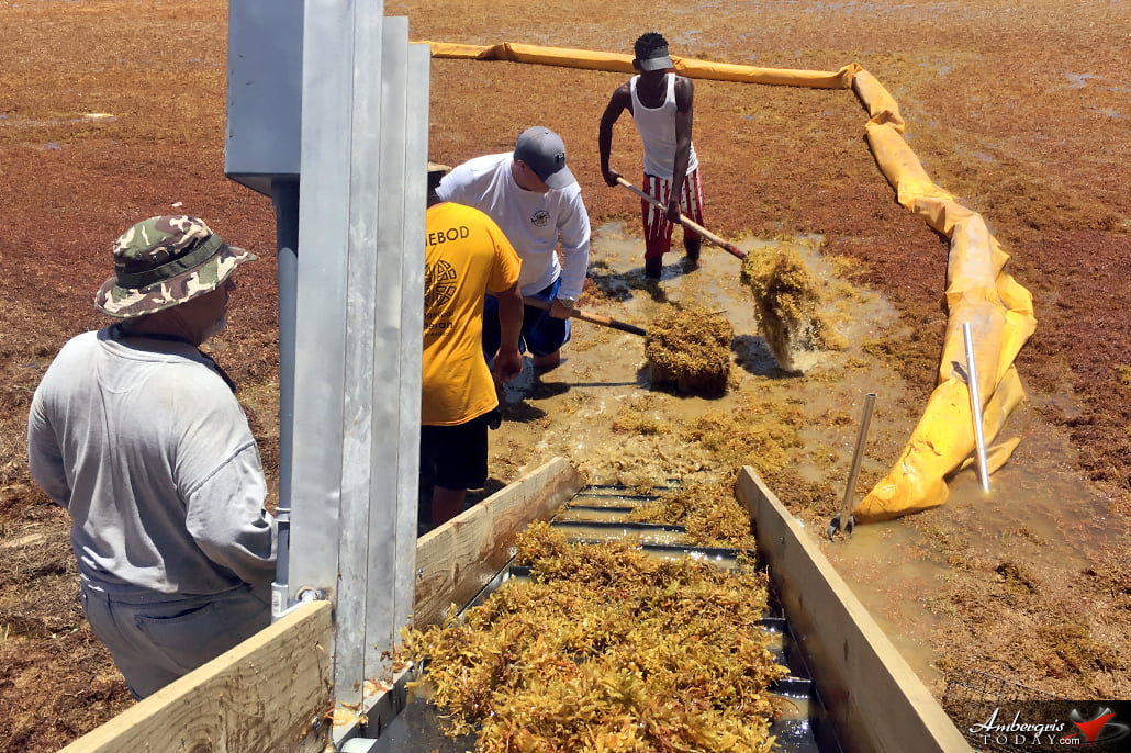 San Pedro, Belize Finds ways to battle accumulating Sargassum