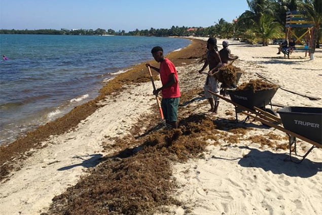 Sargassum Task Force Update on Impact of Sargassum