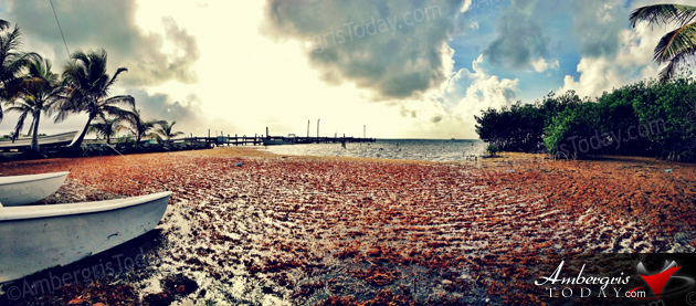 Where’s the Beach? – Sargassum Problems!
