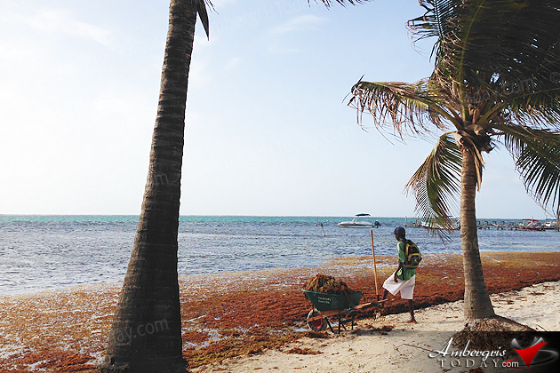 Where’s the Beach? – Sargassum Problems!
