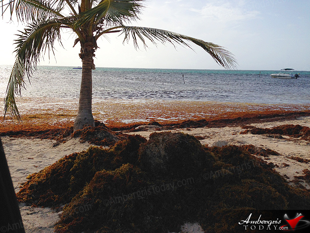 Where’s the Beach? – Sargassum Problems!