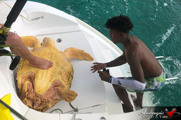 Tourist in Belize Experience Sea Turtle Rescue After It Swallows a Pufferfish 
