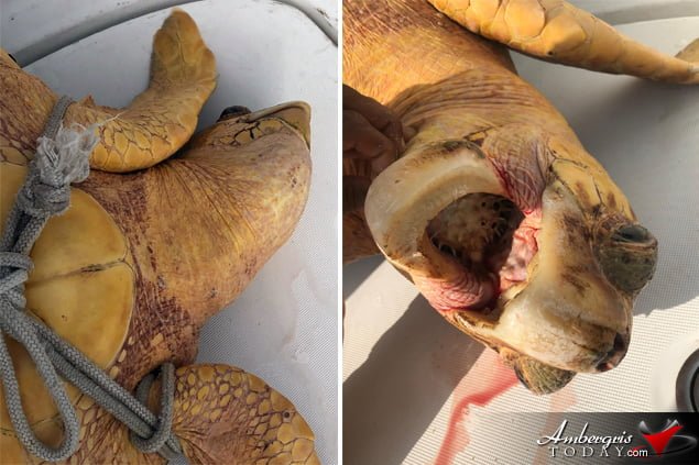 Tourist in Belize Experience Sea Turtle Rescue After It Swallows a Pufferfish 