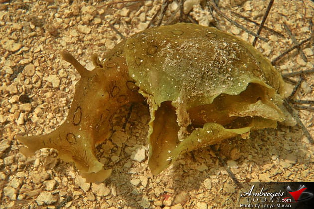 Sea Hare Slug (California Splysia) -Tinta Tintera Children Pranks in the Old Days of San Pedro