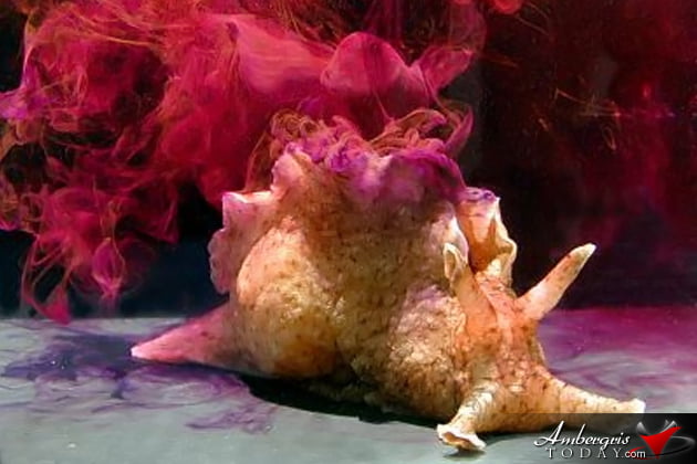 Sea Hare Slug Ink (California Splysia) -Tinta Tintera Children Pranks in the Old Days of San Pedro