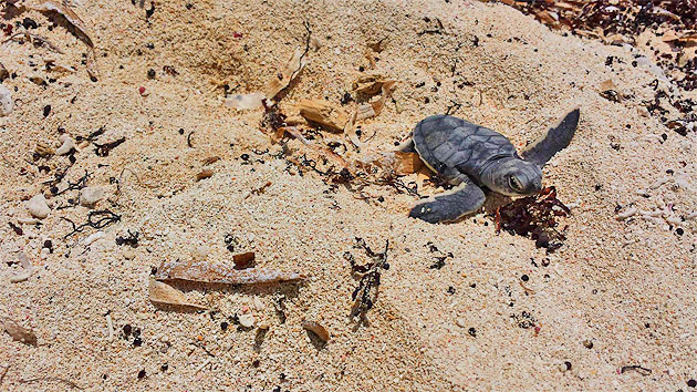 More Than 102 Sea Turtle Nests Identified on Ambergris Caye